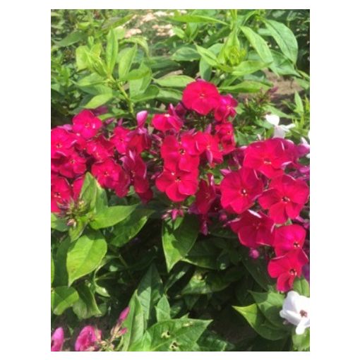 Phlox paniculata Bambini Cherry Crush - Bugás lángvirág