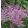 Astilbe x arendsii Flamingo - Tollbuga