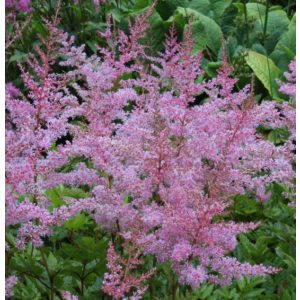 Astilbe x arendsii Flamingo - Tollbuga