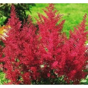 Astilbe x arendsii Paul Gaarder - Tollbuga
