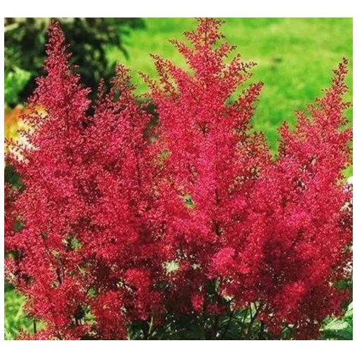 Astilbe x arendsii Paul Gaarder - Tollbuga