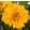 Coreopsis grandiflora Andiamo Yellow Red - Menyecskeszem