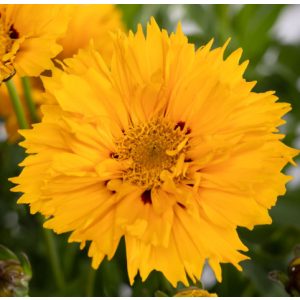 Coreopsis grandiflora Andiamo Yellow Red - Menyecskeszem