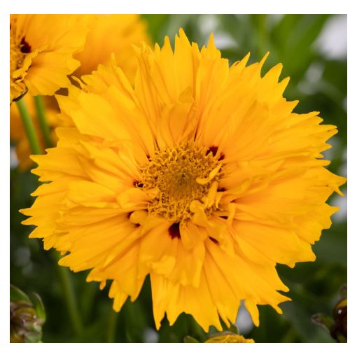 Coreopsis grandiflora Andiamo Yellow Red - Menyecskeszem