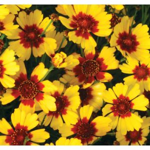 Coreopsis Pineapple Pie - Menyecskeszem