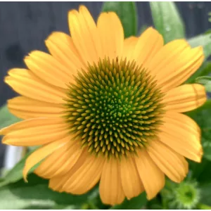 Echinacea Amaze - Kasvirág