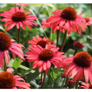 Echinacea Devotion - Kasvirág