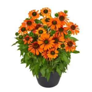 Echinacea Fearless - Kasvirág