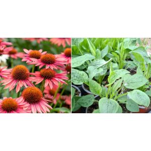 Echinacea Furry - Kasvirág