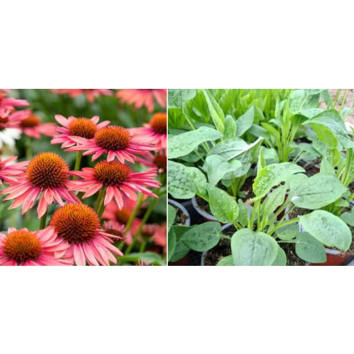 Echinacea Furry - Kasvirág