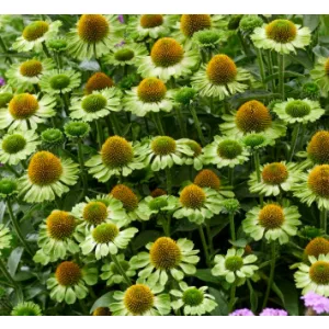 Echinacea Jeaolousy - Kasvirág