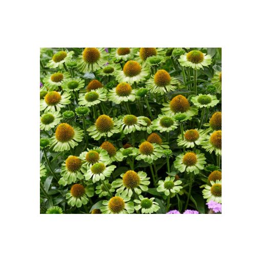 Echinacea Jeaolousy - Kasvirág