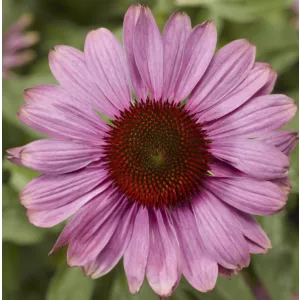Echinacea Prairie Splendour Compact Rose - Kasvirág