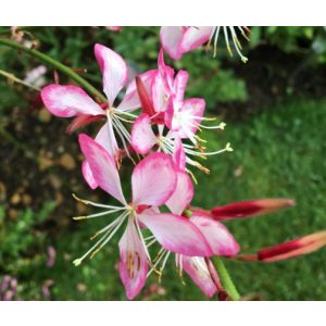 Gaura lindheimeri Gambit Rose Bicolor - Díszgyertya