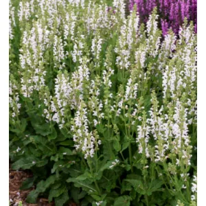 Salvia pratensis Fashionista Snow Kiss - Mezei zsálya