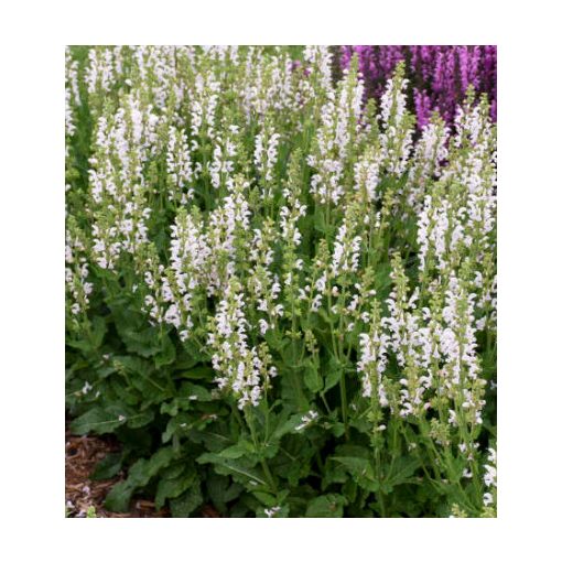Salvia pratensis Fashionista Snow Kiss - Mezei zsálya