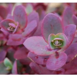 Sedum Sunsparkler Cherry Tart - Varjúháj
