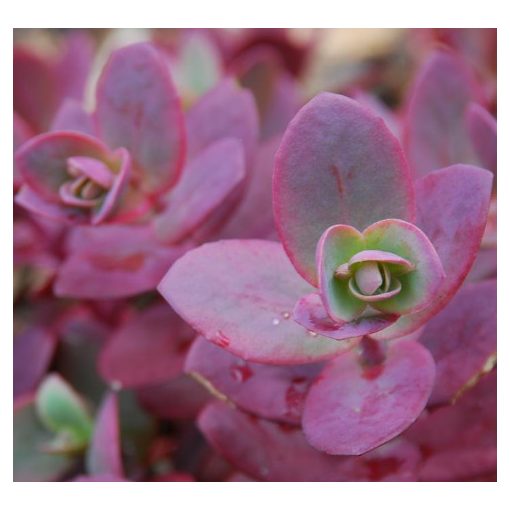 Sedum Sunsparkler Cherry Tart - Varjúháj