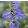 Salvia Salgoon Lake Como - Zsálya