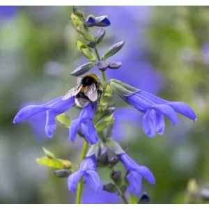 Salvia Salgoon Lake Como - Zsálya