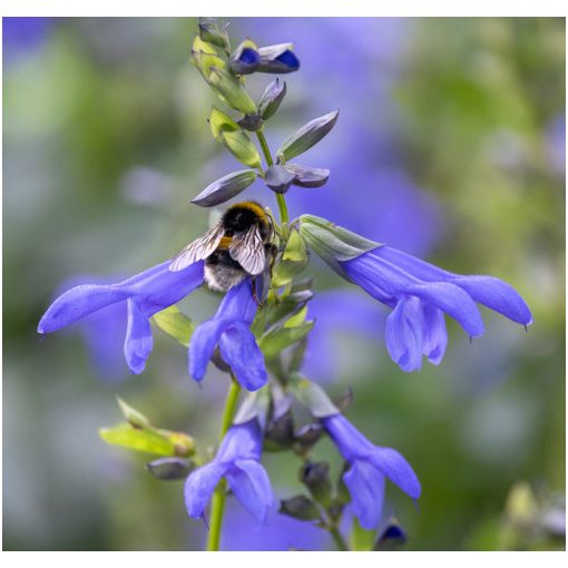 Salvia Salgoon Lake Como - Zsálya