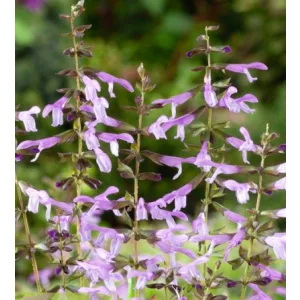 Salvia Salgoon Lake Victoria - Zsálya