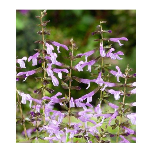 Salvia Salgoon Lake Victoria - Zsálya
