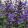 Salvia Salgoon Lake Blueberry - Zsálya