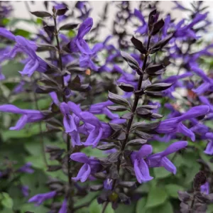 Salvia Salgoon Lake Blueberry - Zsálya