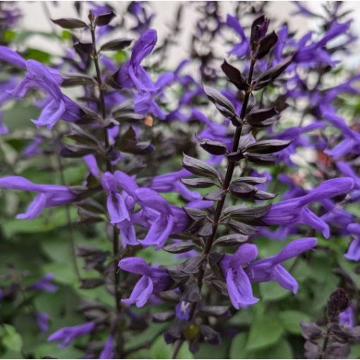 Salvia Salgoon Lake Blueberry - Zsálya