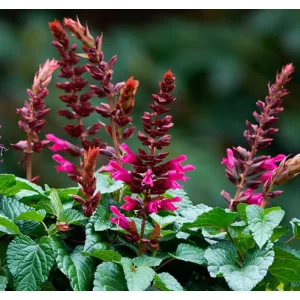 Salvia Salgoon Lake Flamingo - Zsálya