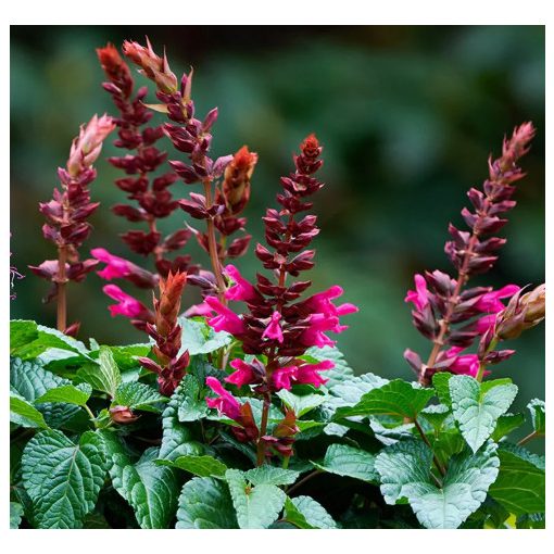 Salvia Salgoon Lake Flamingo - Zsálya