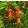 Punica granatum - Gránátalma