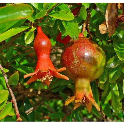 Punica granatum - Gránátalma