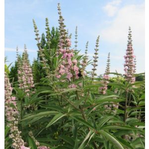 Vitex agnus-castus Galactic Pink - Rózsaszín barátcserje