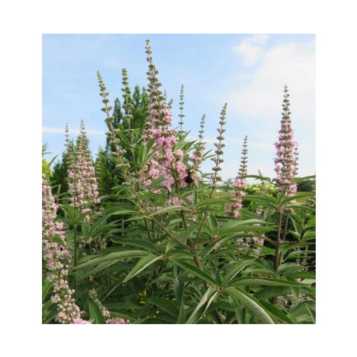 Vitex agnus-castus Galactic Pink - Rózsaszín barátcserje