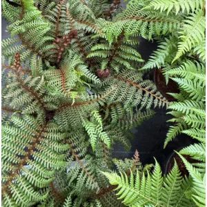 Cyathea australis Highland Lace - Ausztrál serlegpáfrány