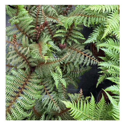 Cyathea australis Highland Lace - Ausztrál serlegpáfrány