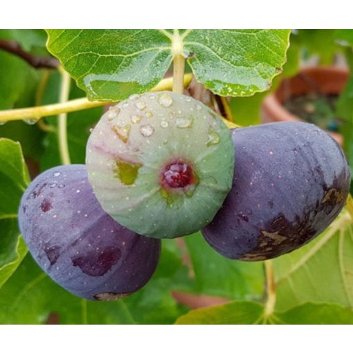 Ficus carica Brown Turkey- Füge