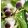 Ficus carica Little Miss Figgy - Füge