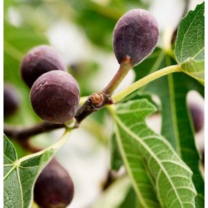 Ficus carica Little Miss Figgy - Füge