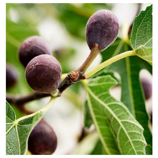 Ficus carica Little Miss Figgy - Füge