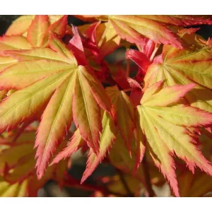 Acer palmatum Orange Dream (p19) - Japán juhar