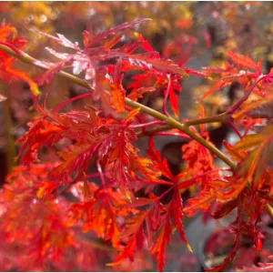 Acer palmatum Seiryu (p19) - Japán juhar