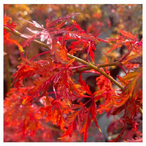 Acer palmatum Seiryu (p19) - Japán juhar