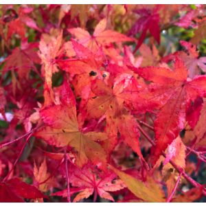 Acer palmatum (p10) - Japán juhar