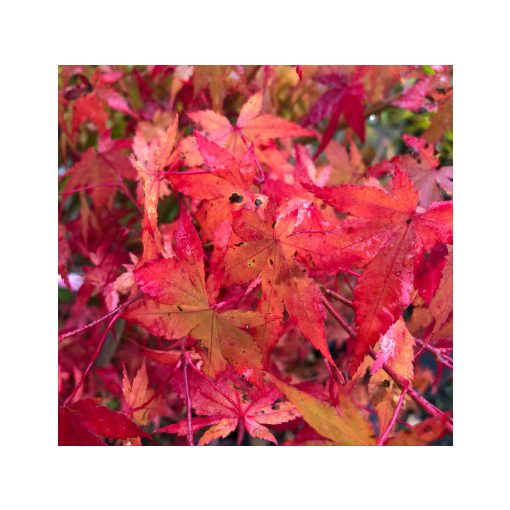 Acer palmatum (p10) - Japán juhar