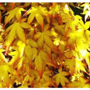 Acer palmatum Katsura (p10) - Japán juhar