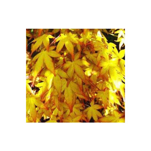 Acer palmatum Katsura (p10) - Japán juhar