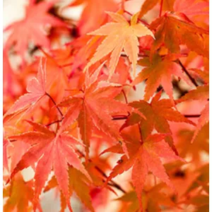 Acer palmatum Phoenix (p10) - Japán juhar